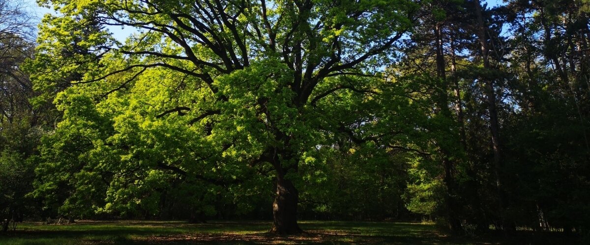 Szarvasi Arborétum